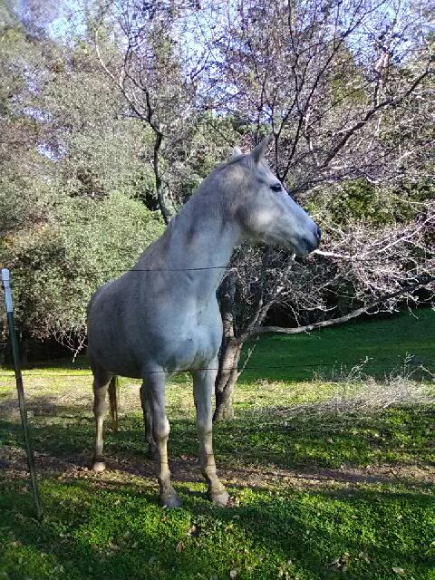 Hector Hill Animal Sanctuary