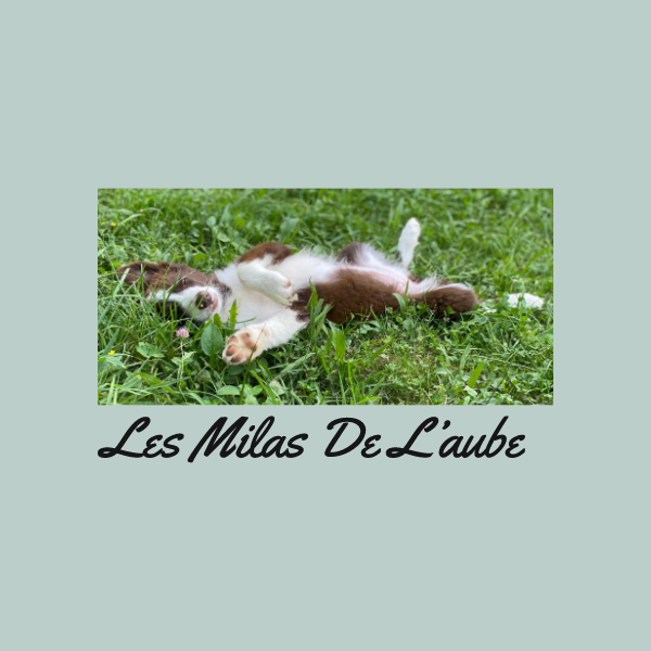 Les Milas de l’aube Logo