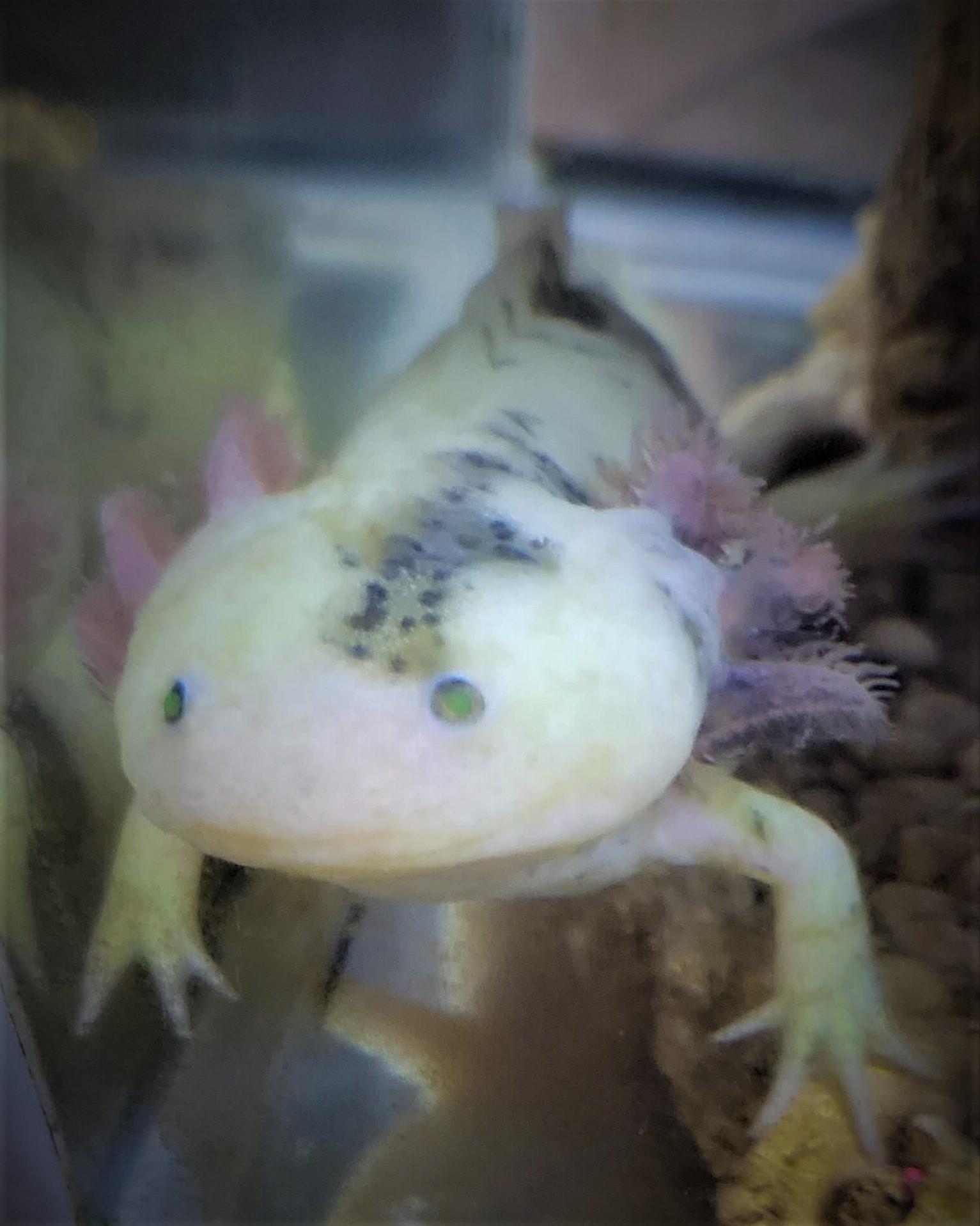 Awesome Axolotls